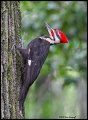 _2SB1247 pileated woodpecker